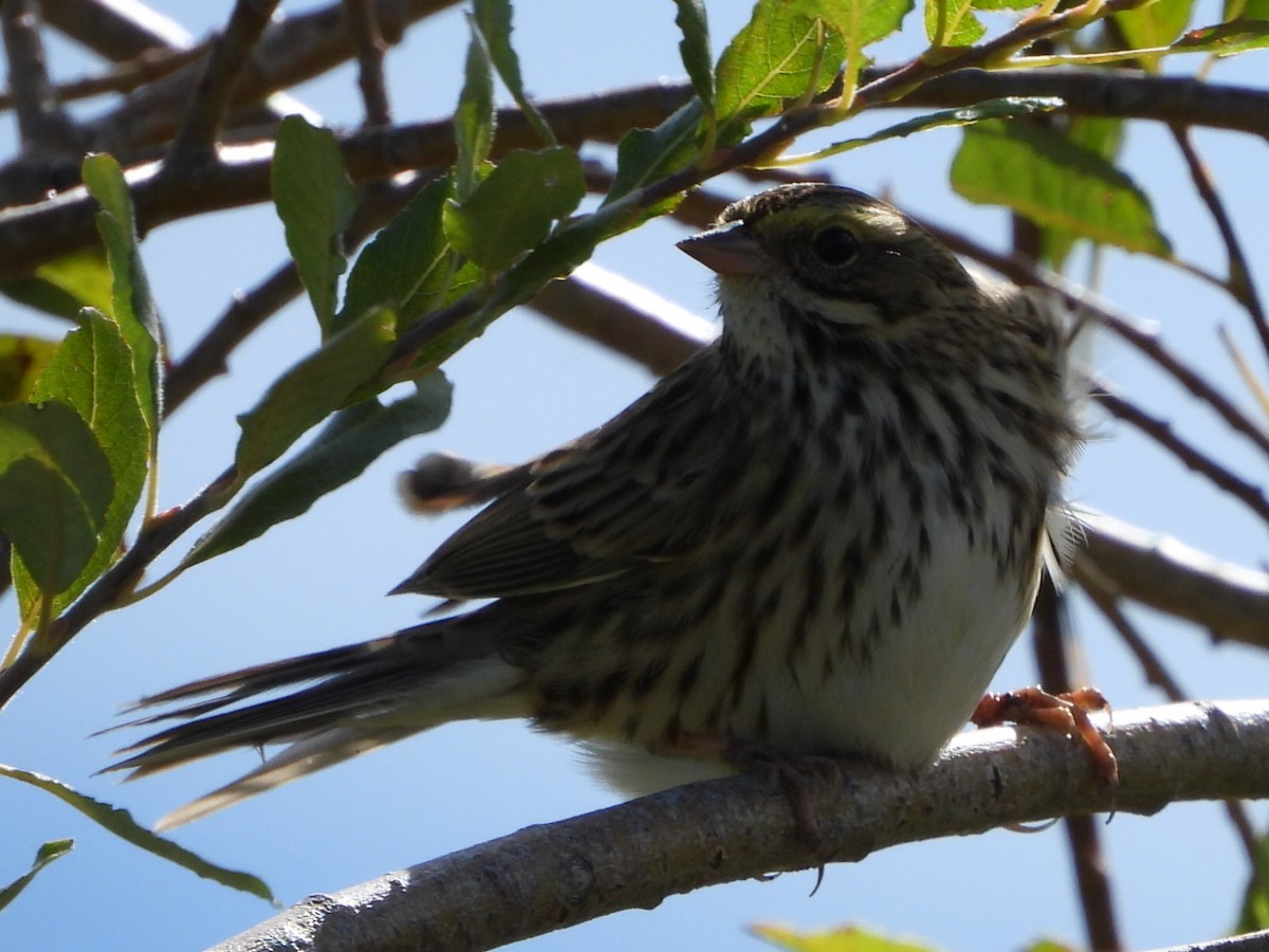 Savannah Sparrow - Tammy Bradford