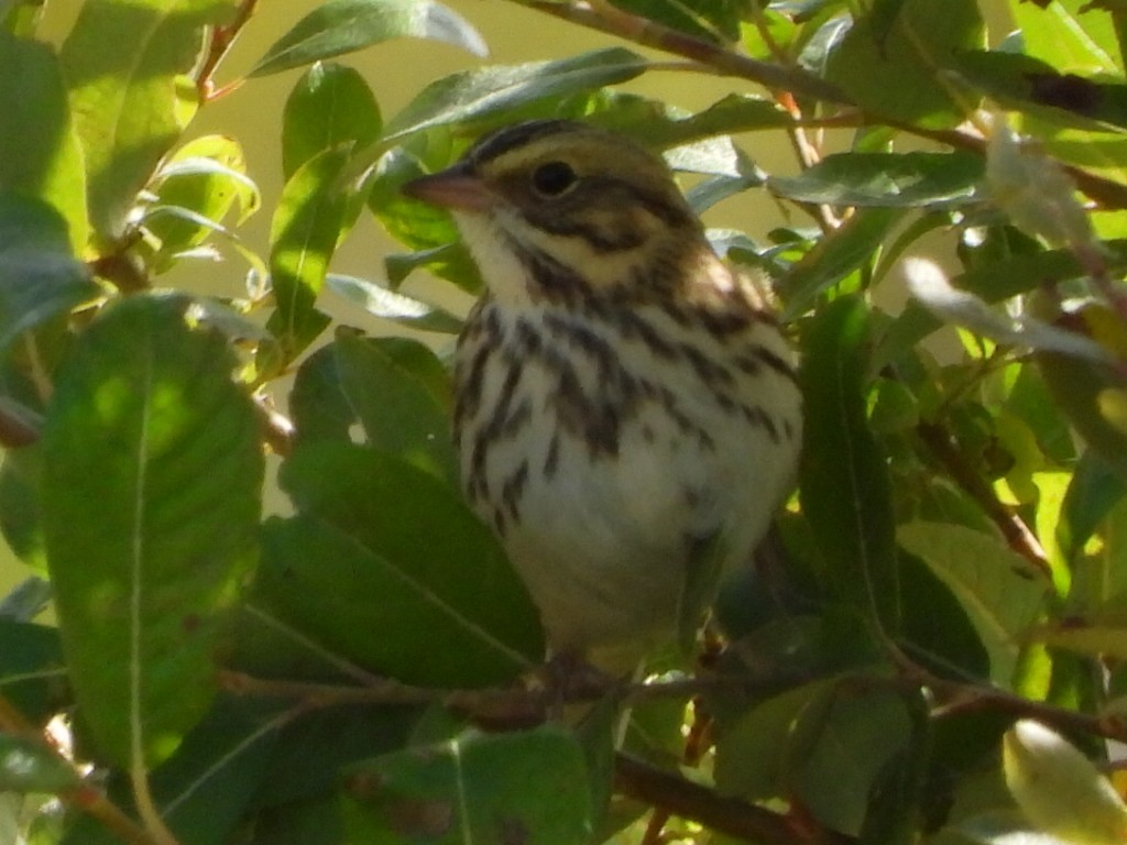 Savannah Sparrow - Tammy Bradford