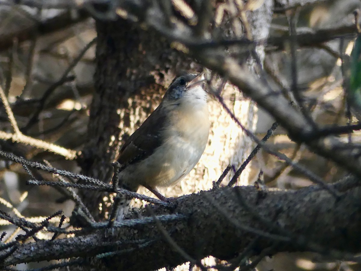 Carolina Wren - ML624086919