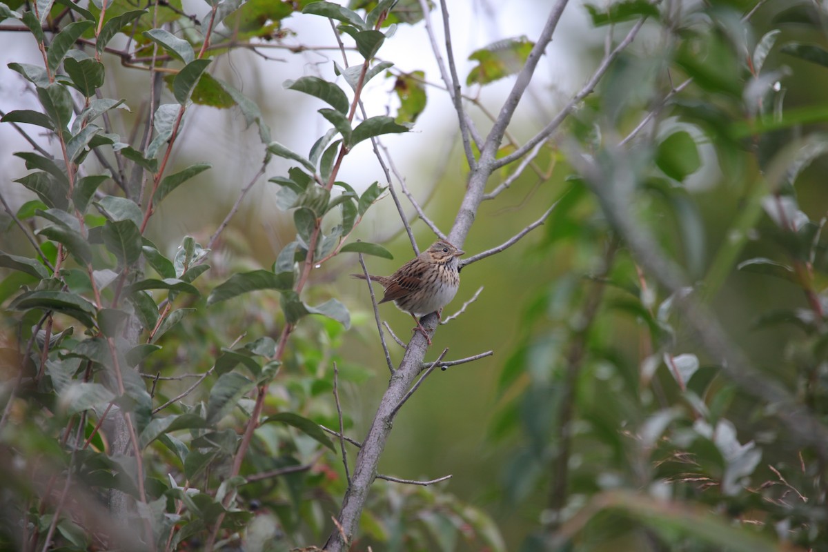 Lincoln's Sparrow - ML624086920