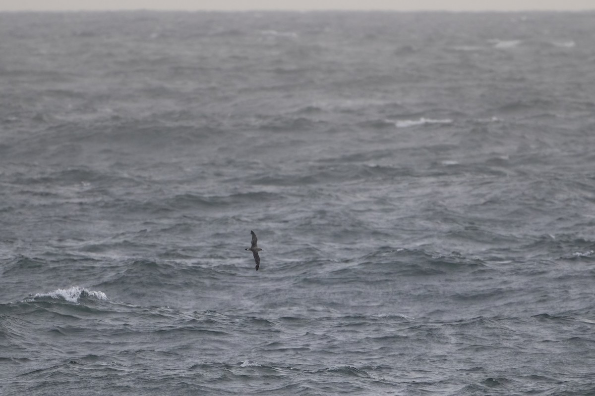 Cory's Shearwater (borealis) - Davey Walters