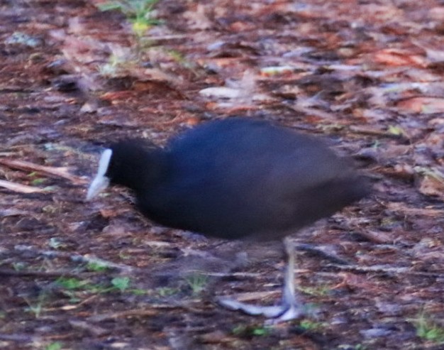 Eurasian Coot - David  Bound