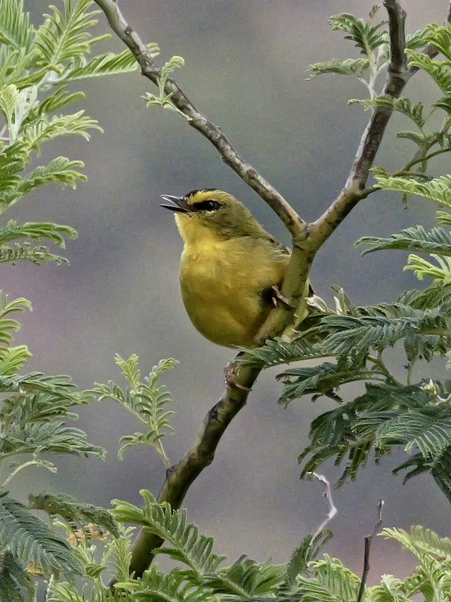 Black-crested Warbler - Valerie Gebert