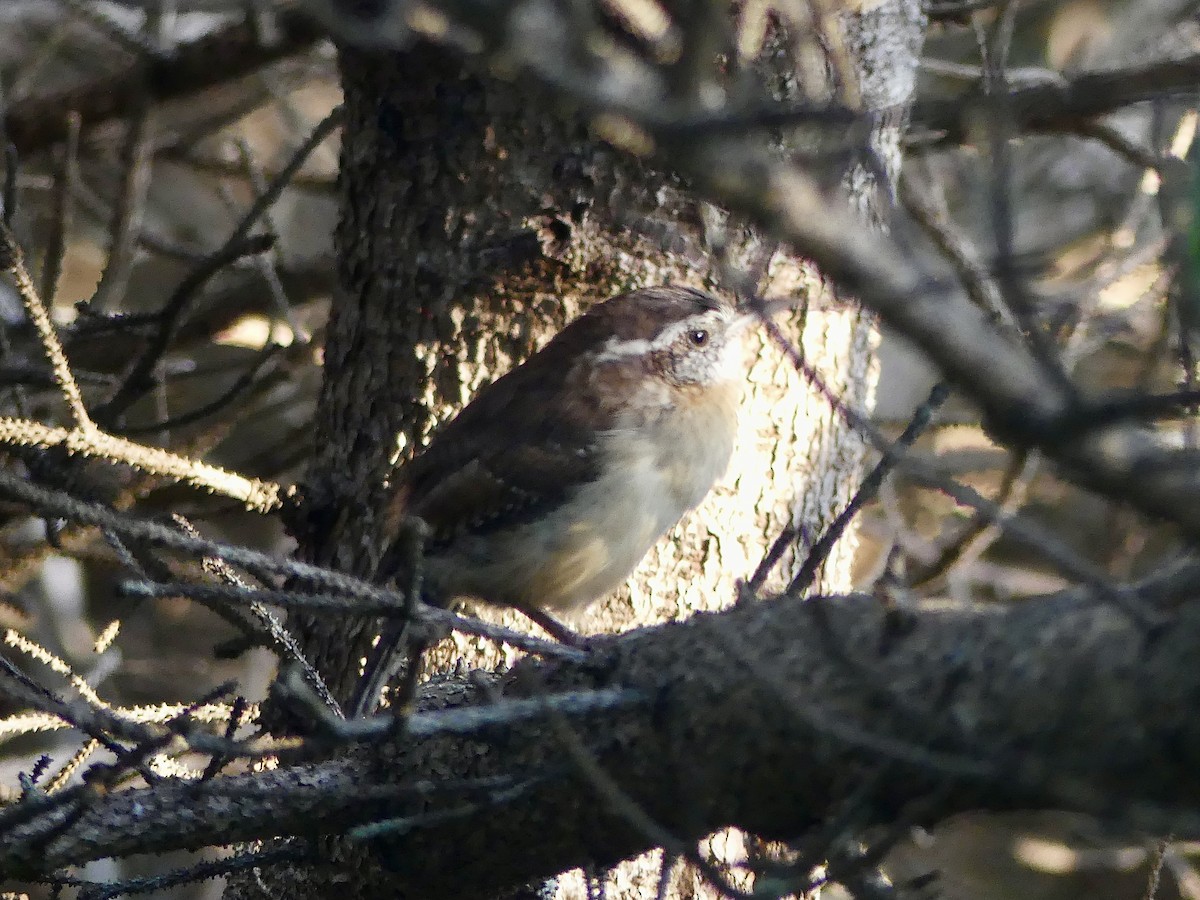 Carolina Wren - ML624086954