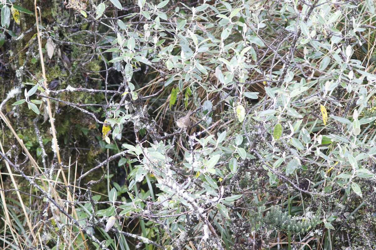 Grass Wren (Paramo) - Dan Small