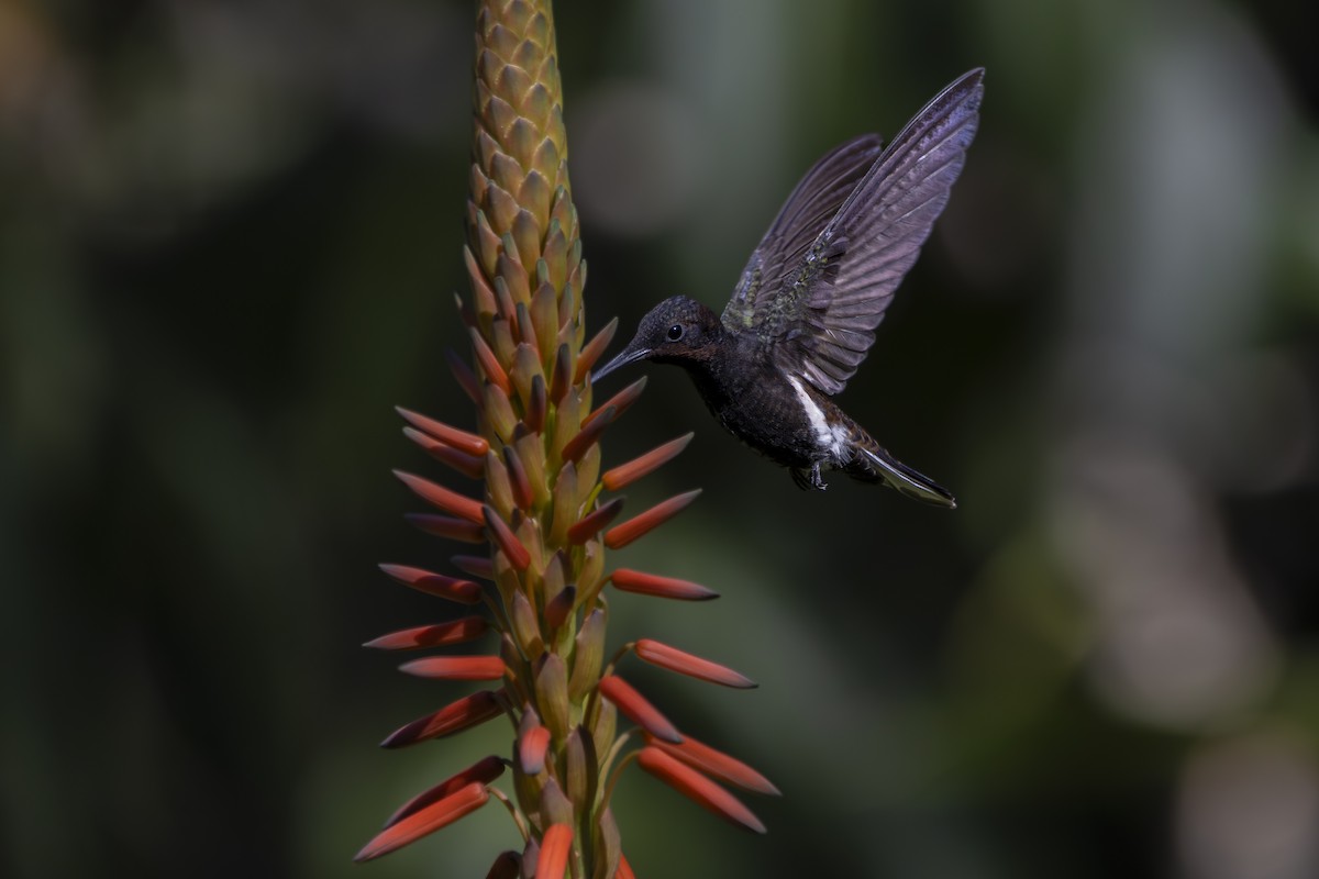 Black Jacobin - ML624086974