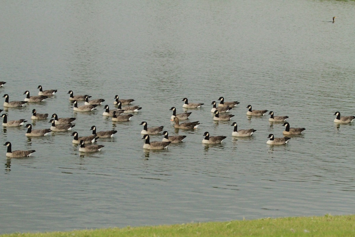 Cackling Goose - Geoffrey Urwin