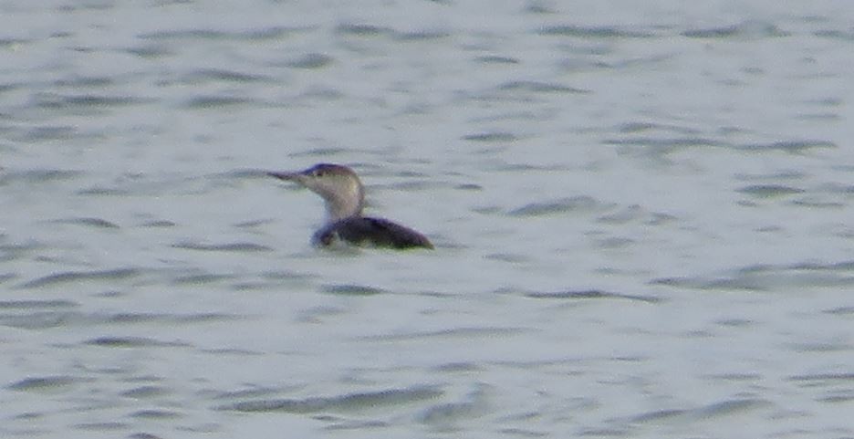 Red-throated Loon - ML624086993