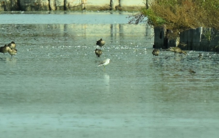 Marsh Sandpiper - ML624086995