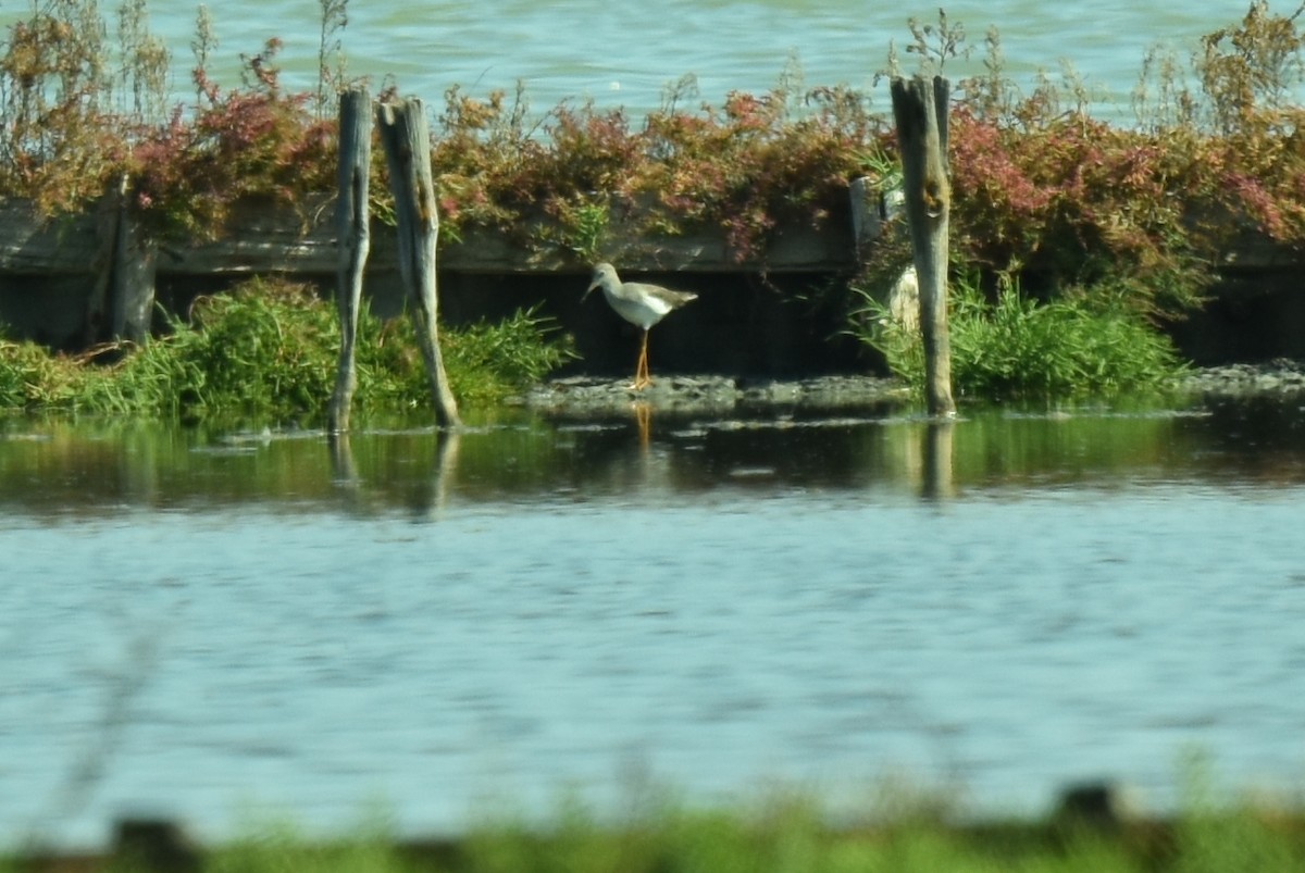 Common Redshank - ML624087004