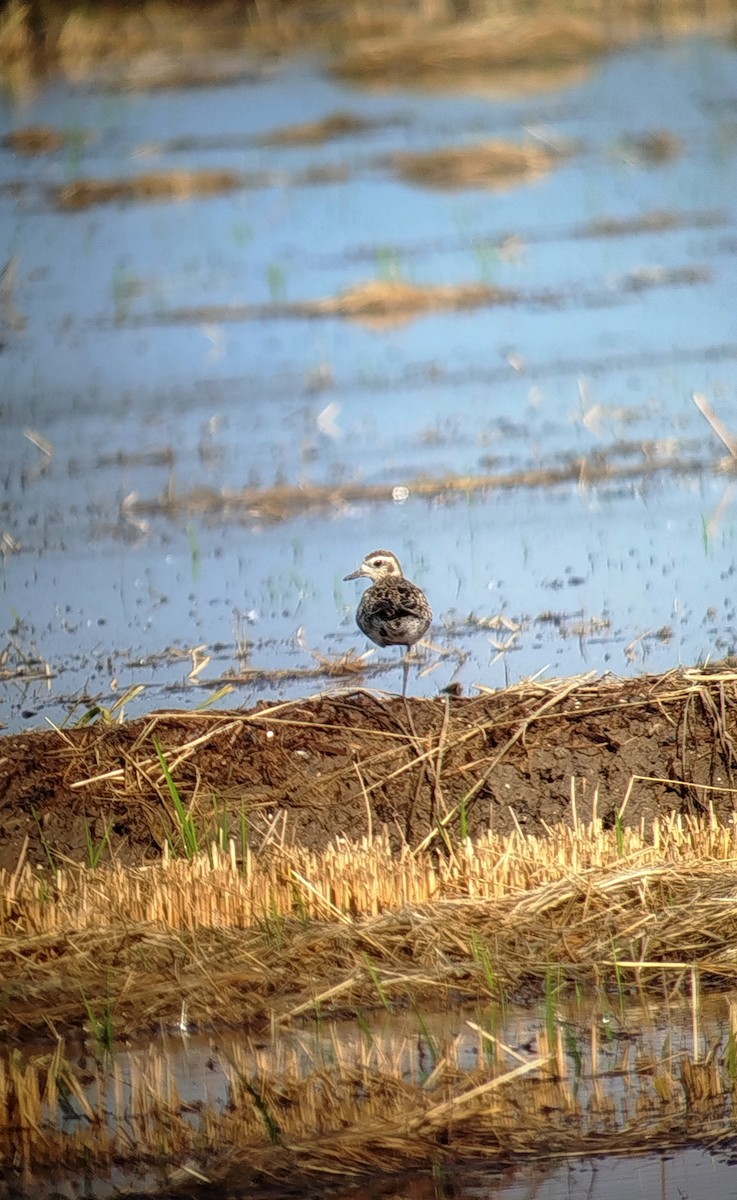 Pacific Golden-Plover - ML624087006