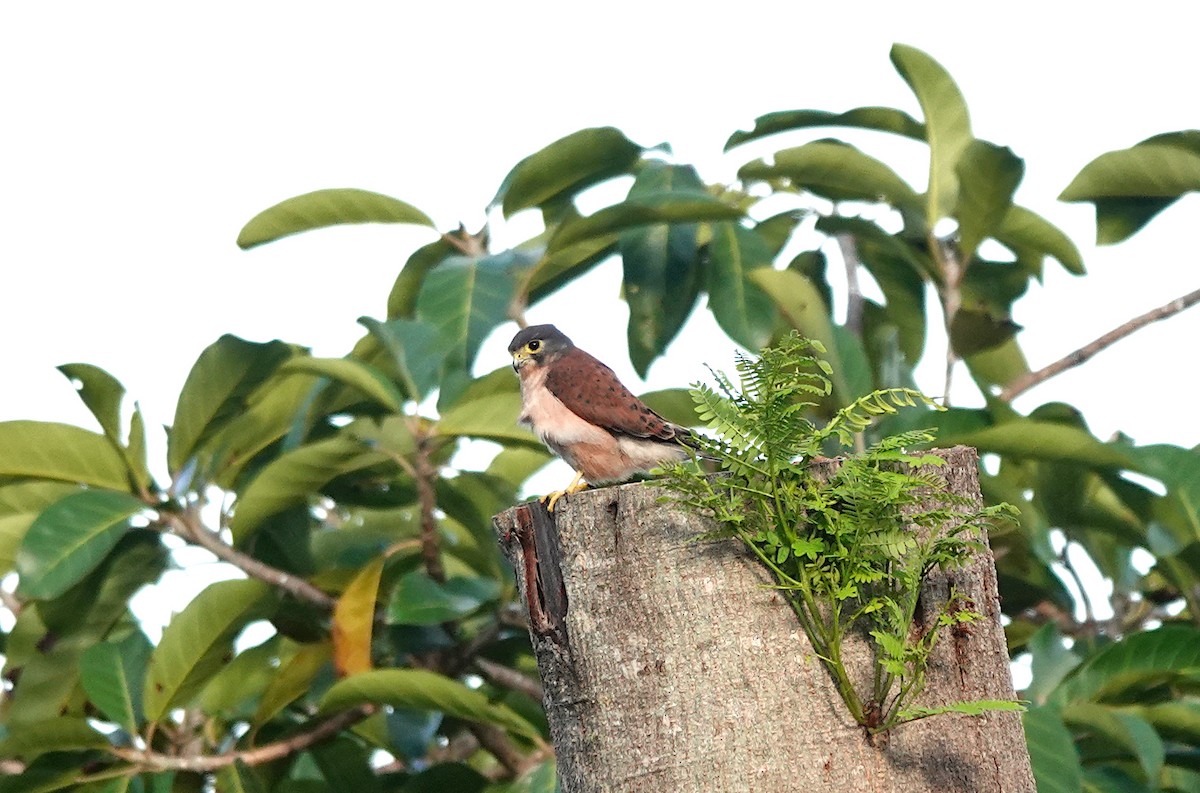 Seychelles Kestrel - ML624087016