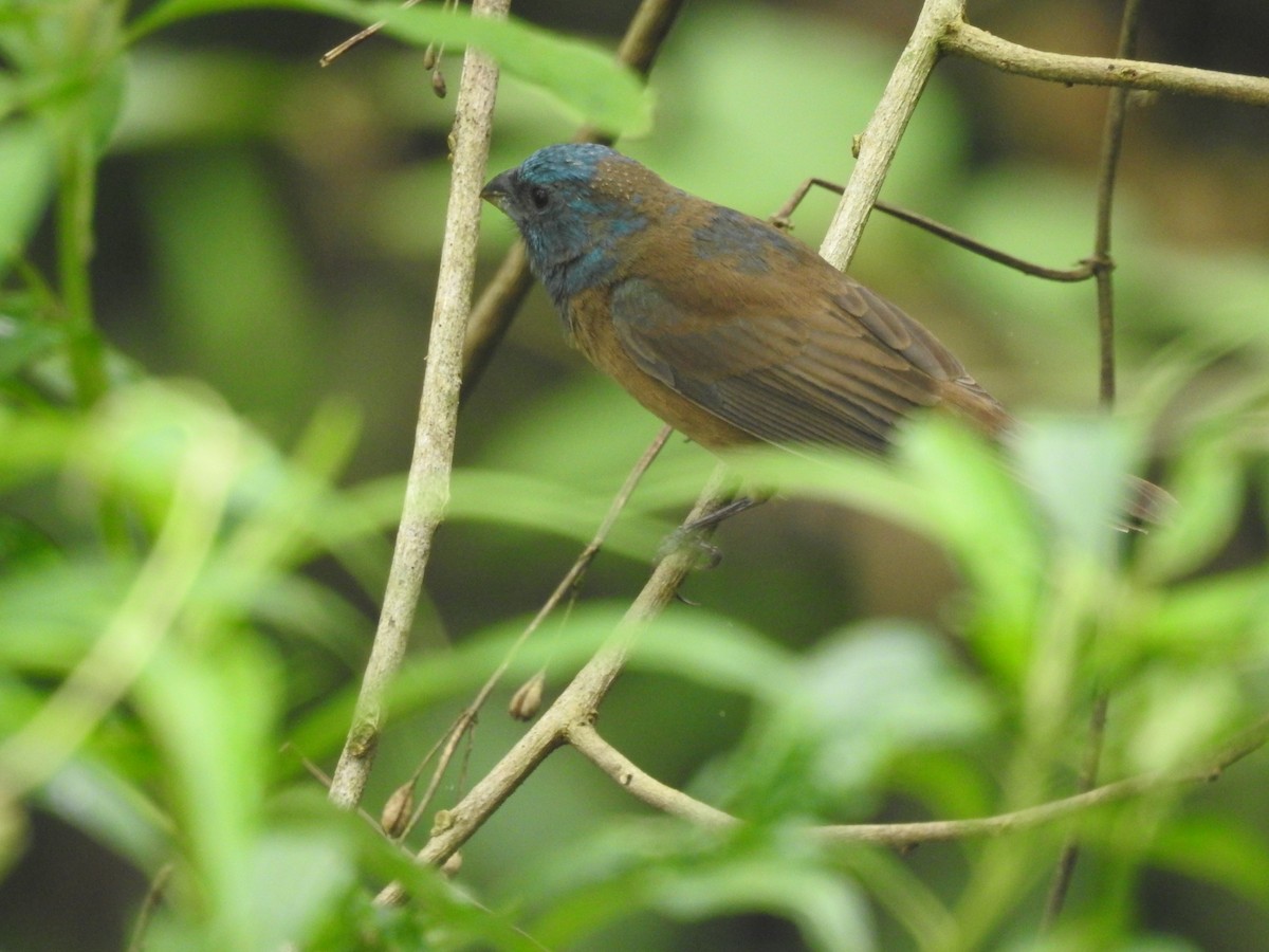 Glaucous-blue Grosbeak - ML624087032