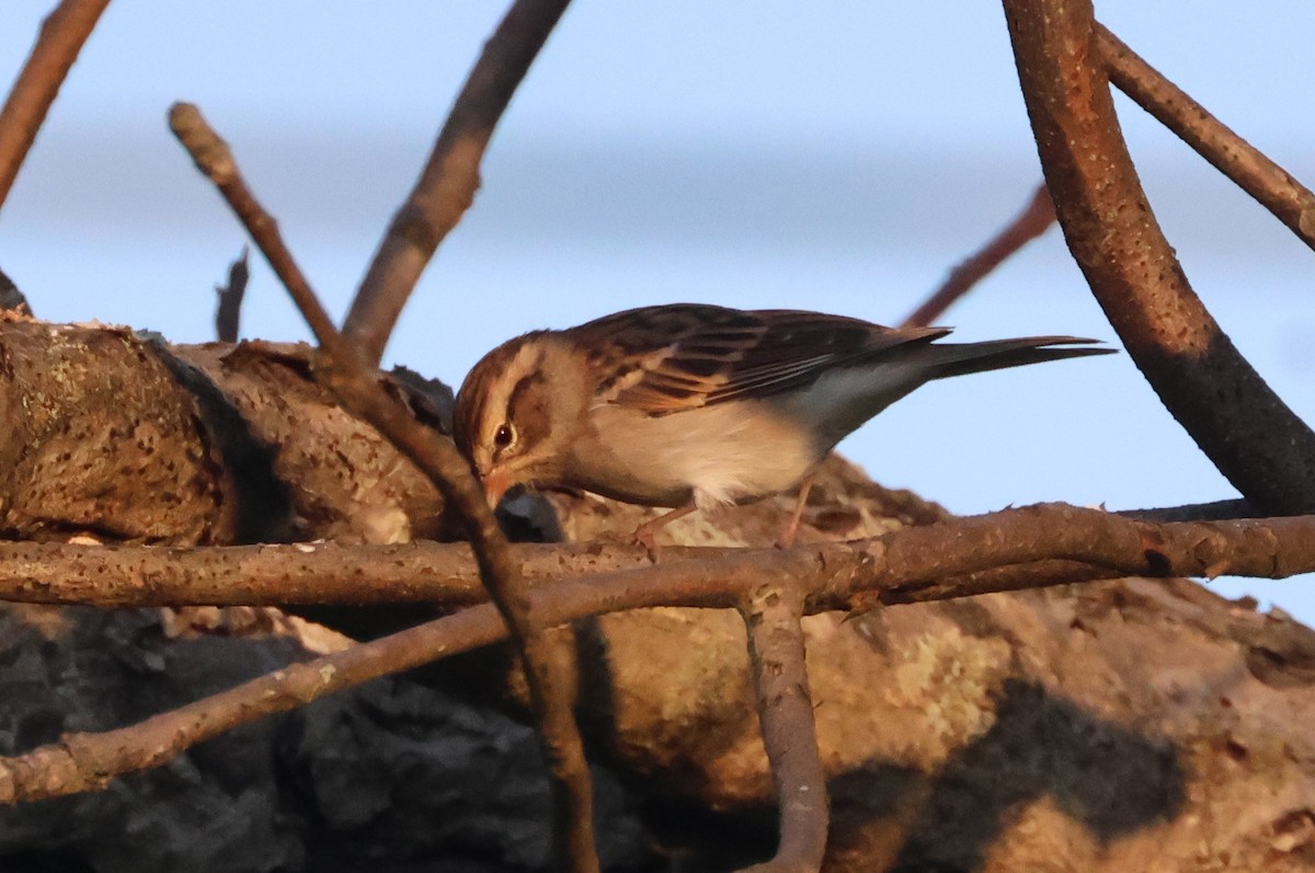 Chipping Sparrow - ML624087036