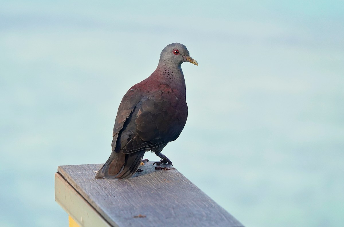 Malagasy Turtle-Dove - ML624087043