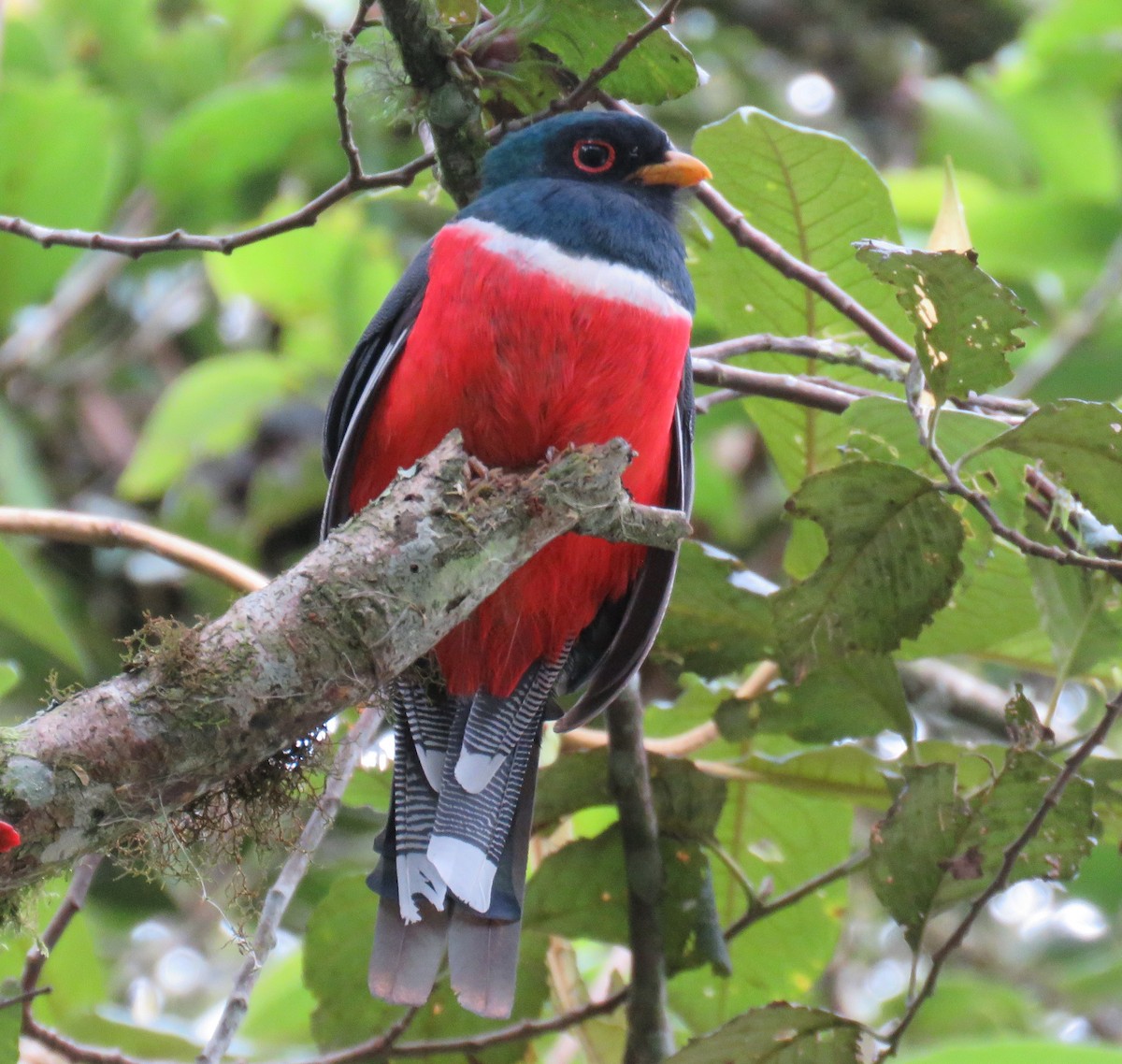 Trogon masqué - ML624087053