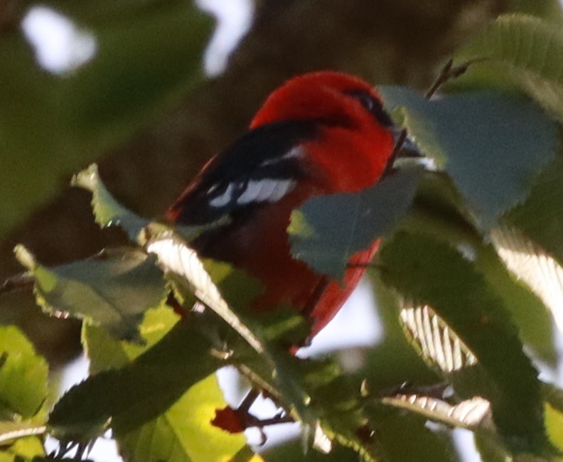 White-winged Tanager - ML624087069