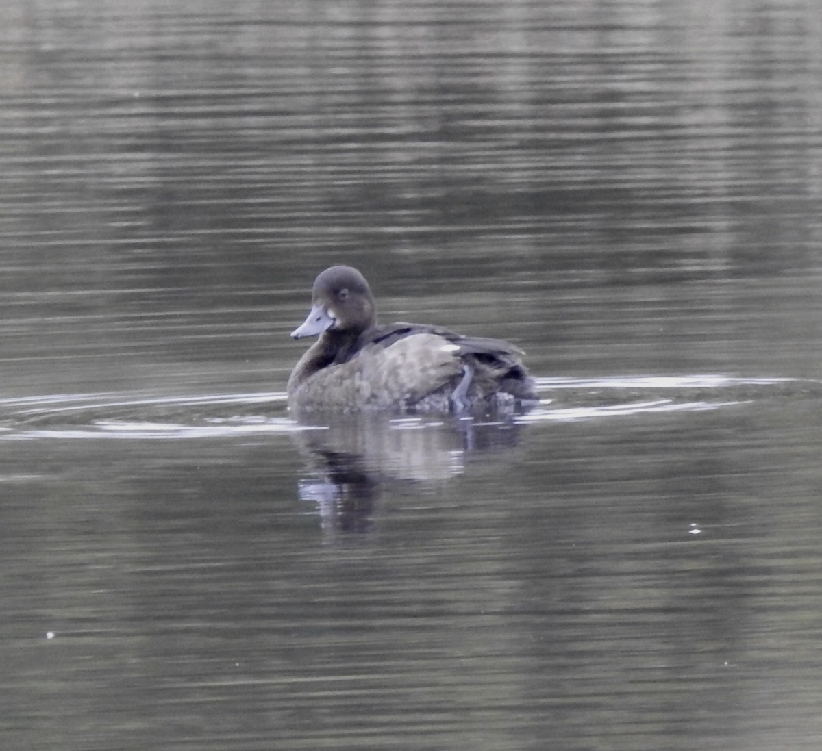 Tufted Duck - Bill Mulhearn