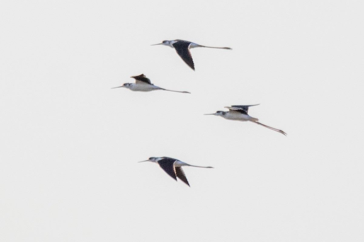 Black-winged Stilt - ML624087090