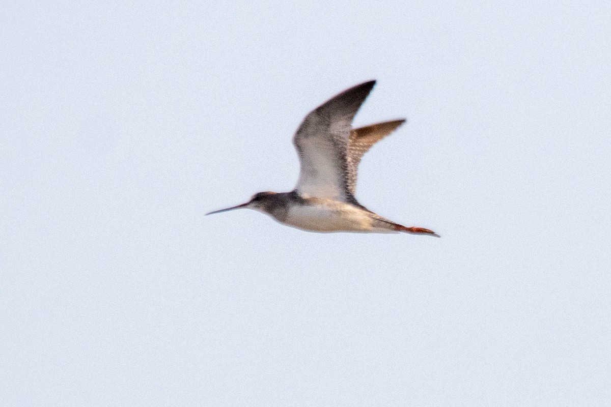 Marsh Sandpiper - ML624087103