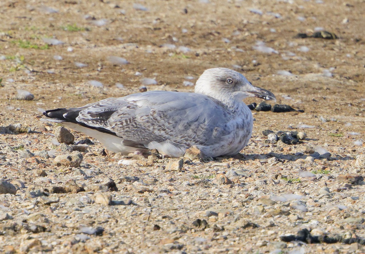 Herring Gull (European) - Simon Colenutt