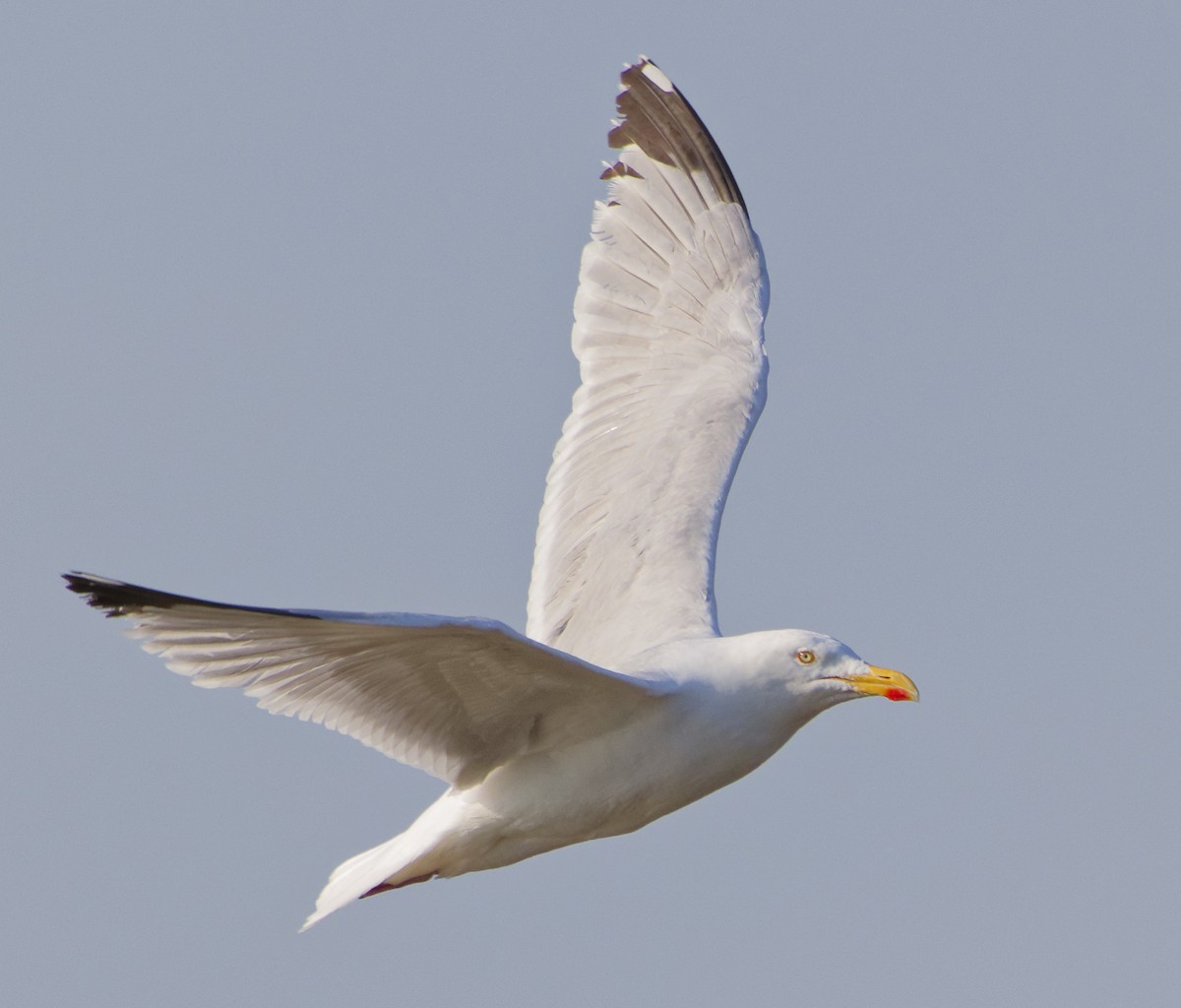 Herring Gull (European) - Simon Colenutt