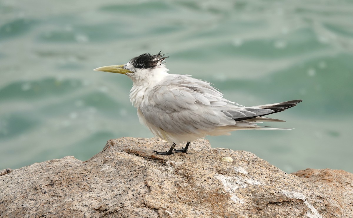 Great Crested Tern - ML624087136