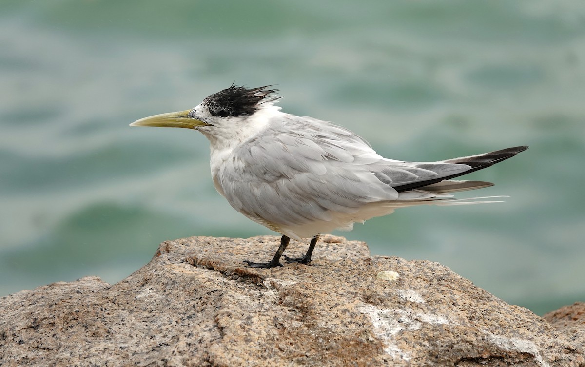 Great Crested Tern - Alex Jones