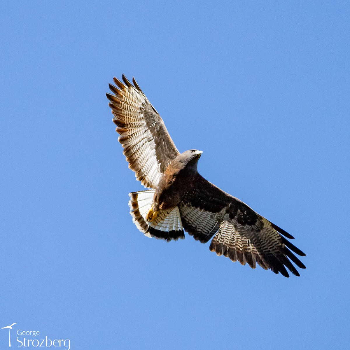 Weißschwanzbussard - ML624087142