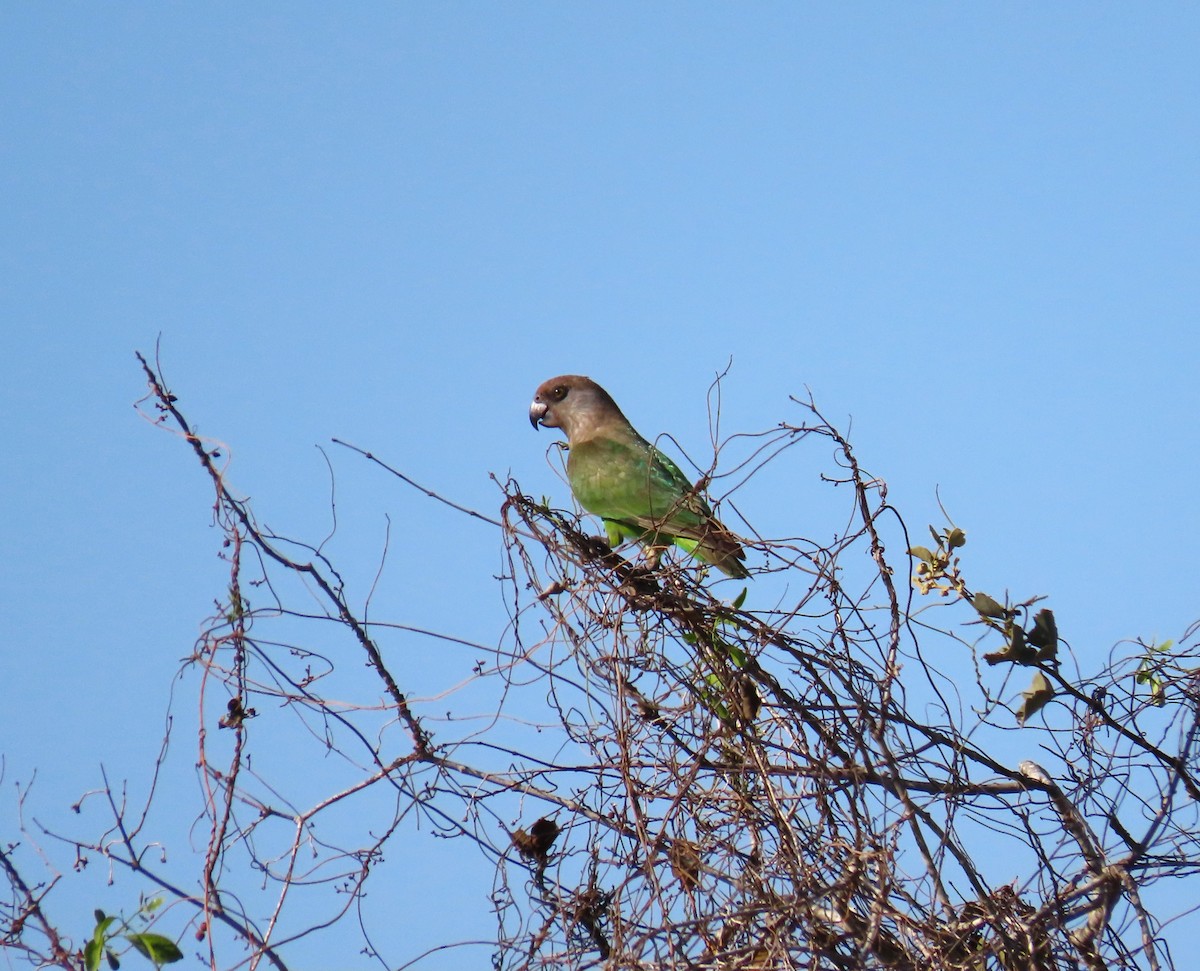 Brown-headed Parrot - ML624087149