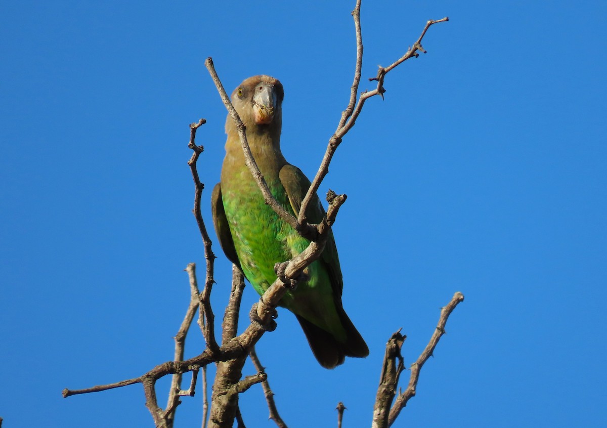 Brown-headed Parrot - ML624087150