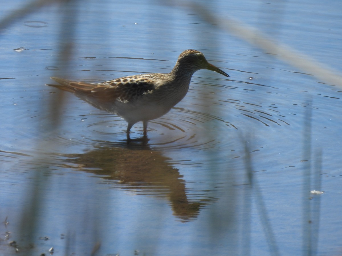 Pectoral Sandpiper - ML624087172