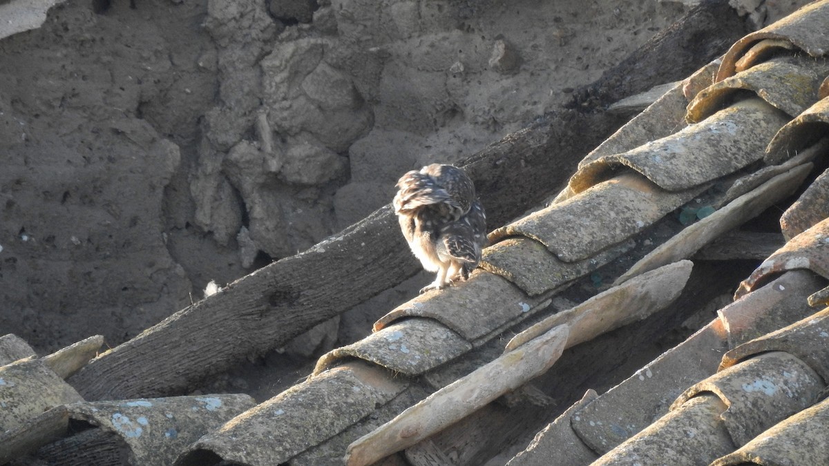 Little Owl - Ricardo Salgueiro