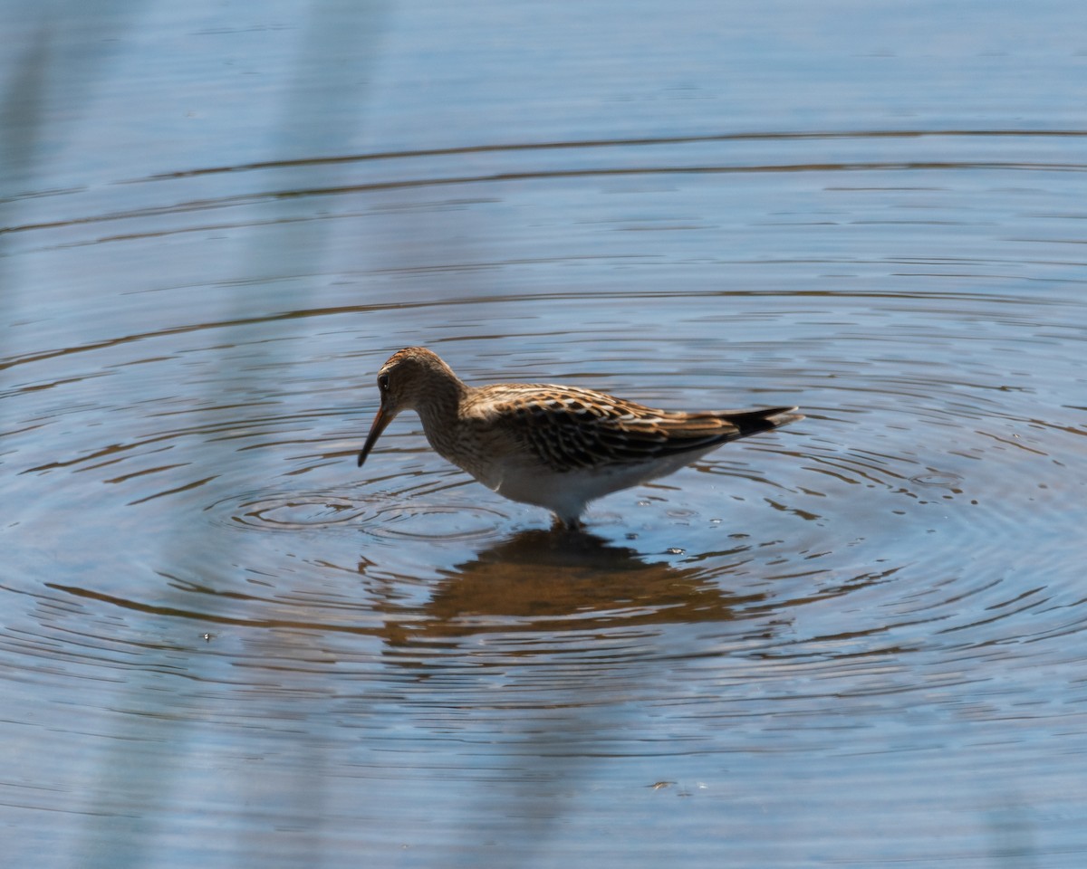 Pectoral Sandpiper - ML624087212