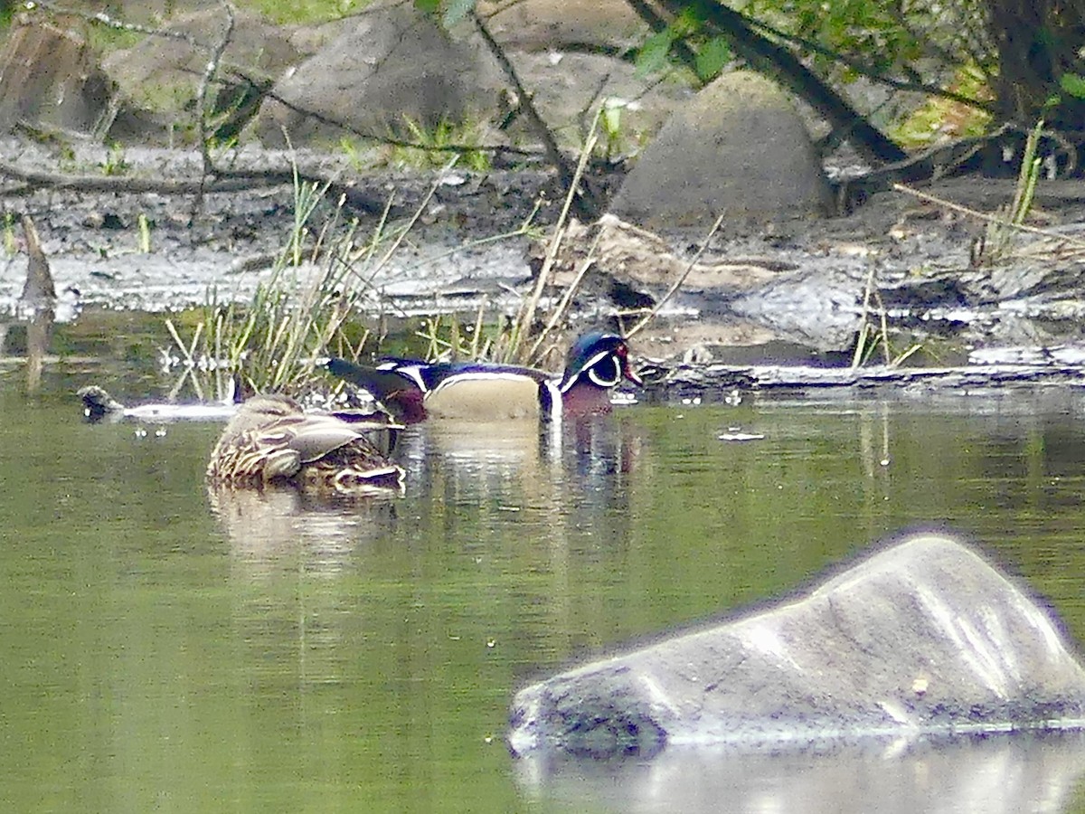 Wood Duck - ML624087229