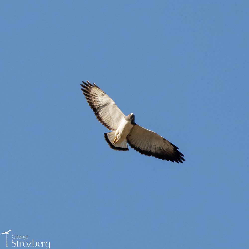 Weißschwanzbussard - ML624087255