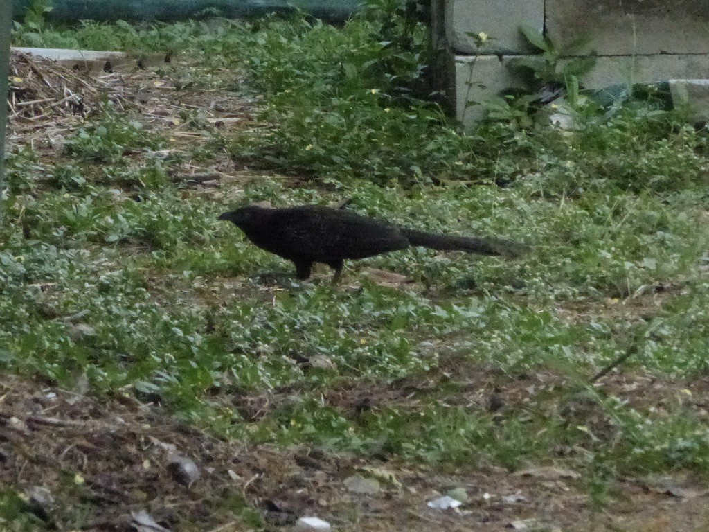 Pheasant Coucal (Pheasant) - ML624087265