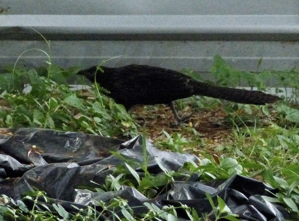 Pheasant Coucal (Pheasant) - ML624087268