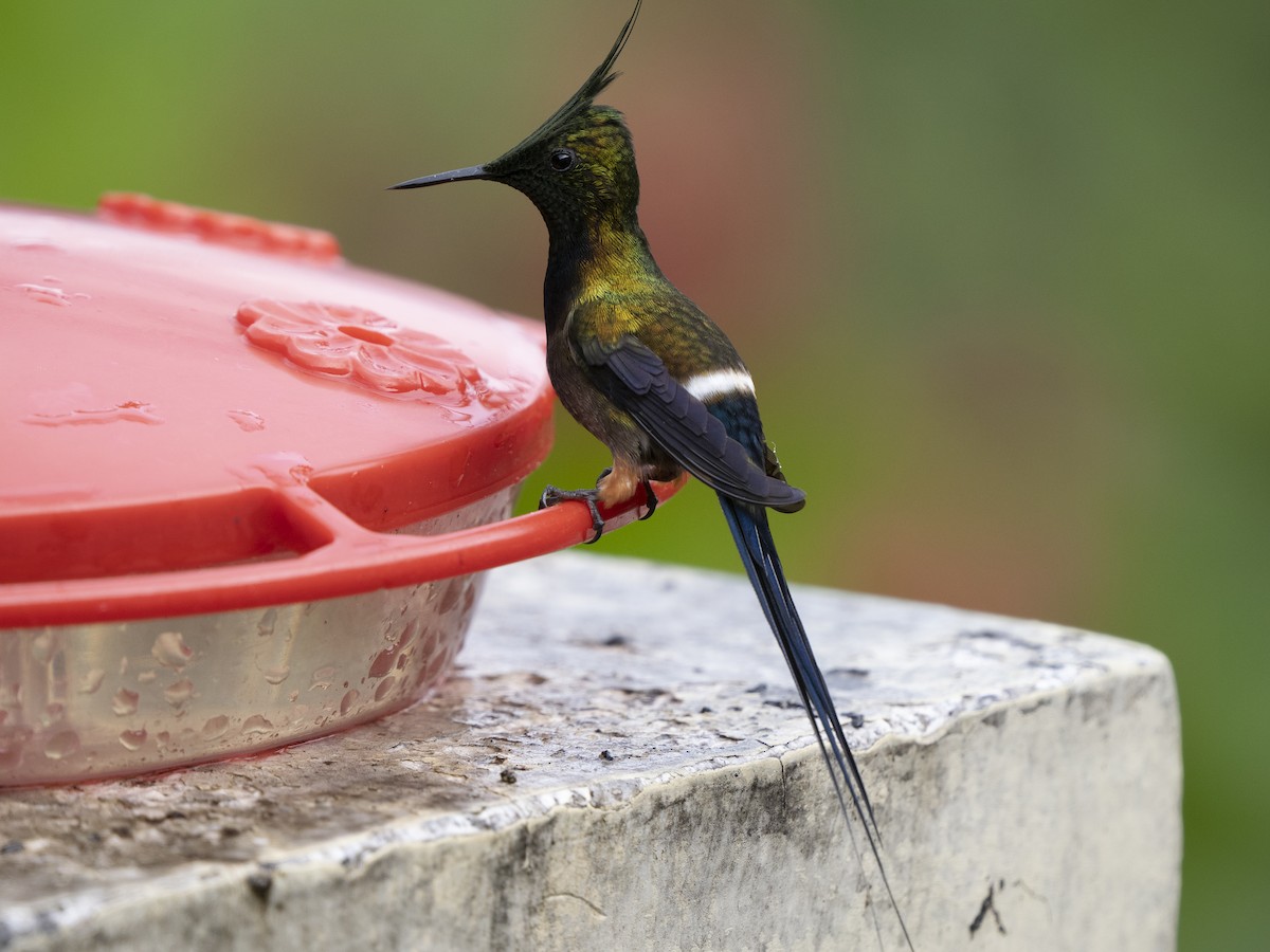 Wire-crested Thorntail - ML624087280