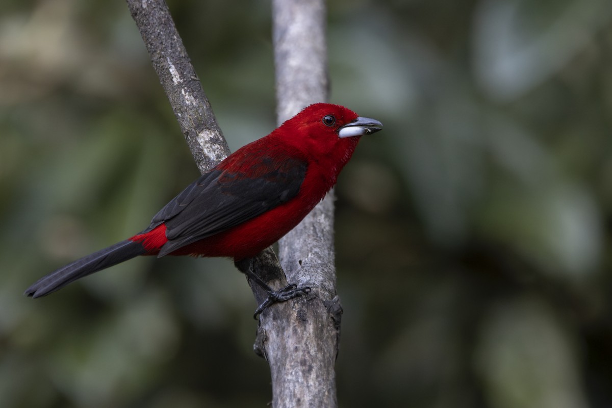 Brazilian Tanager - ML624087283