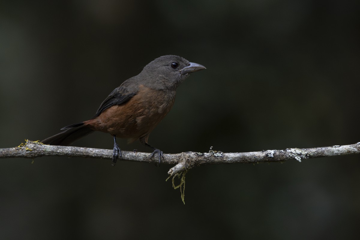 Brazilian Tanager - ML624087285