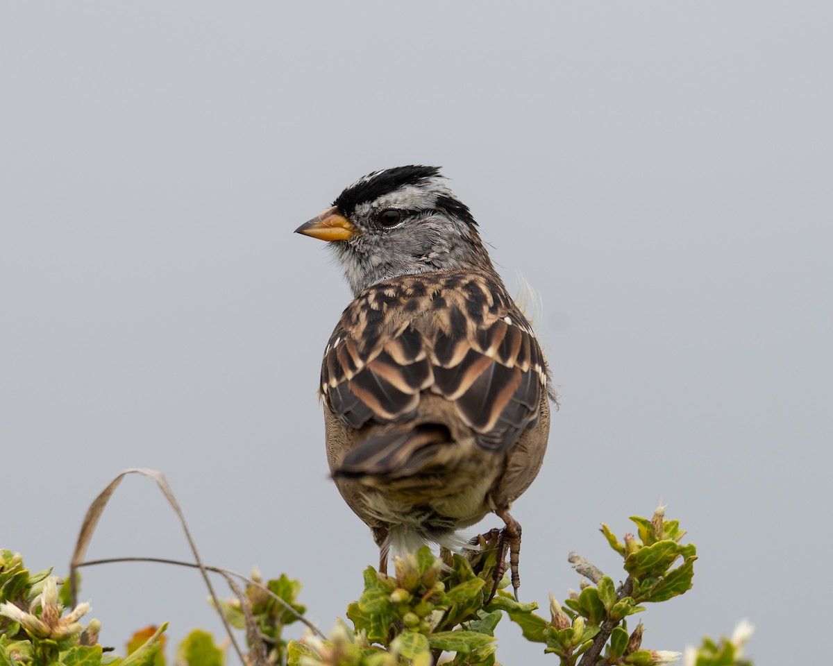 White-crowned Sparrow (Yellow-billed) - ML624087289