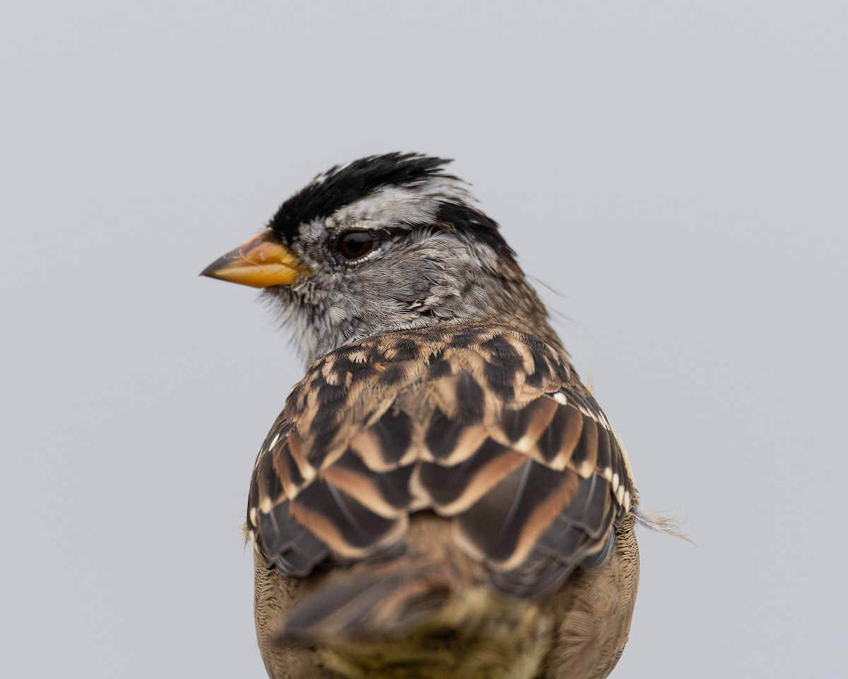 White-crowned Sparrow (Yellow-billed) - Julian Johnson