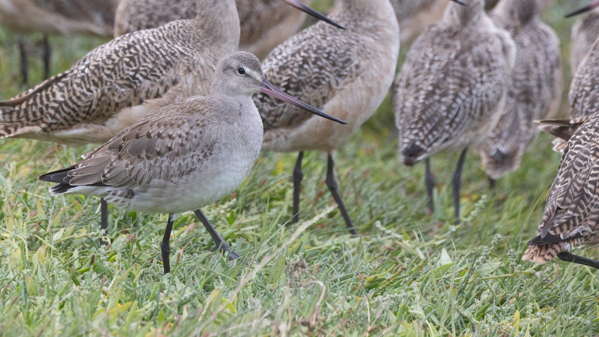 Hudsonian Godwit - Liam Hutcheson