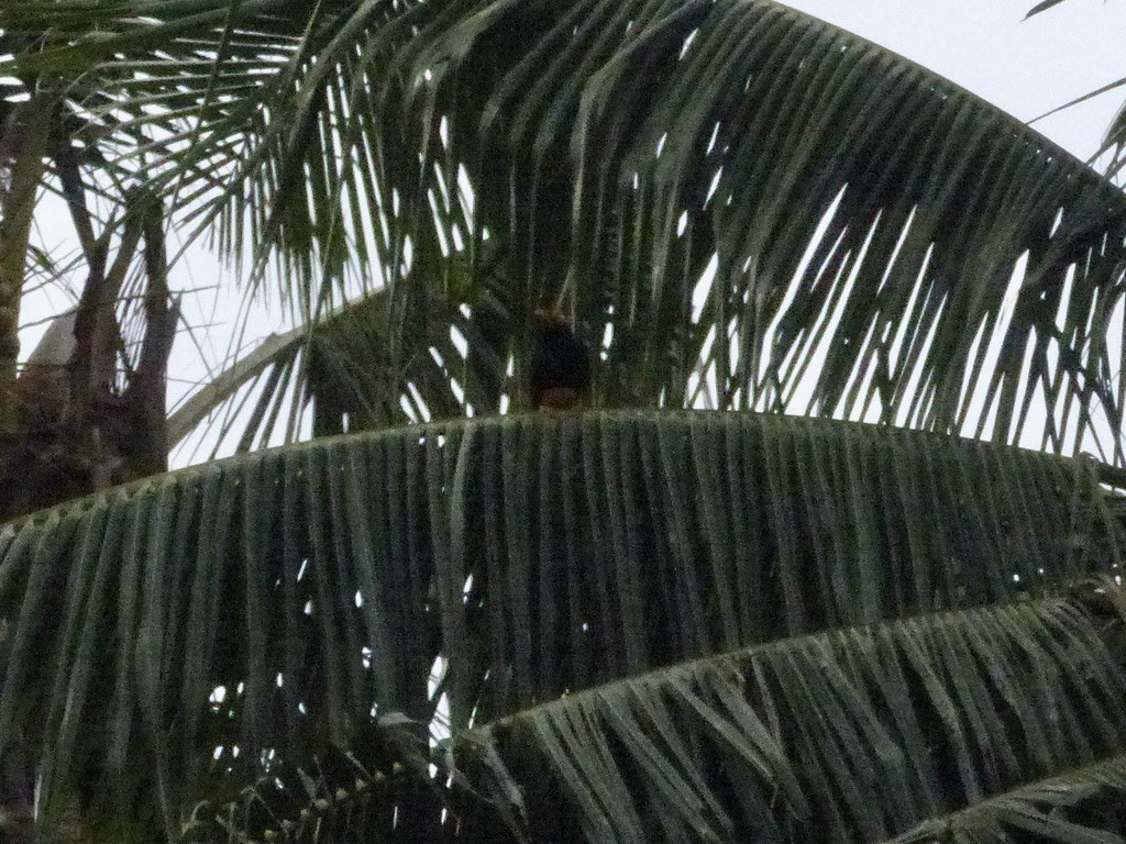 Yellow-faced Myna - ML624087333