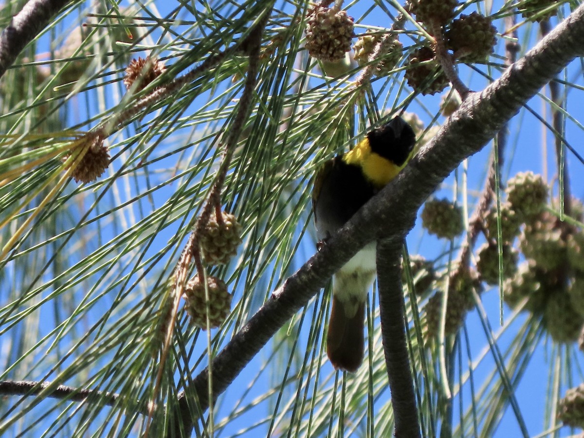 Cuban Grassquit - ML624087339