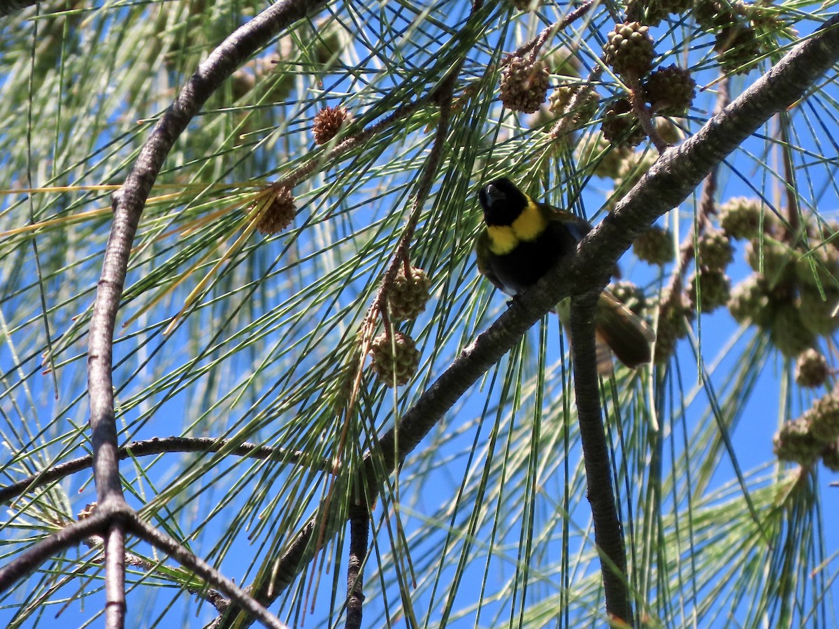 Cuban Grassquit - ML624087340