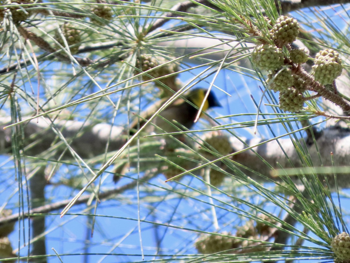 Cuban Grassquit - ML624087341