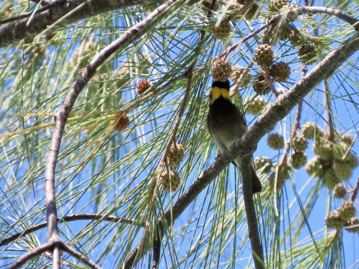 Cuban Grassquit - ML624087342