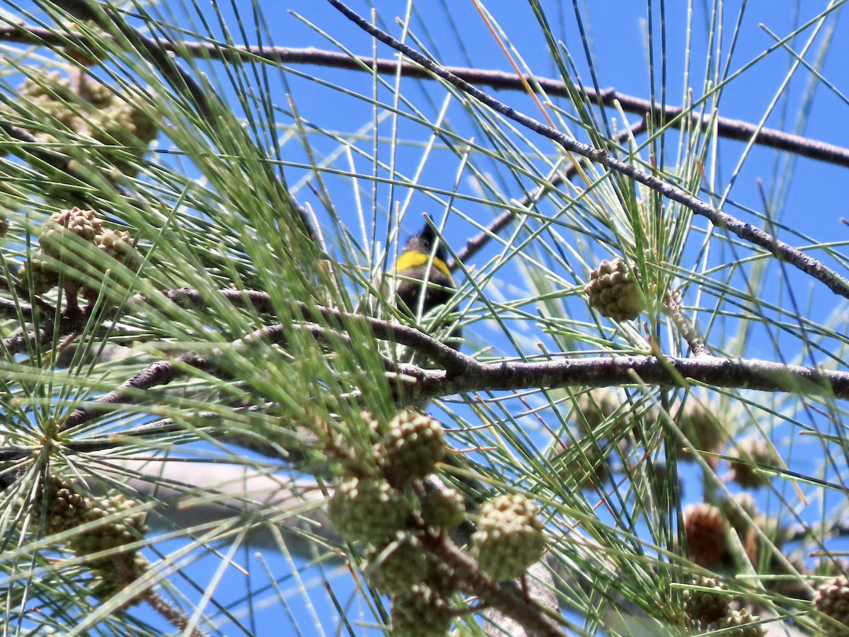 Cuban Grassquit - ML624087343